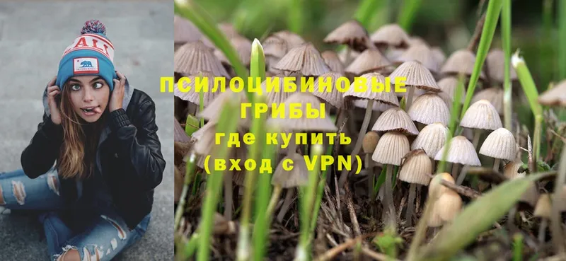 наркотики  Кострома  Галлюциногенные грибы Psilocybe 